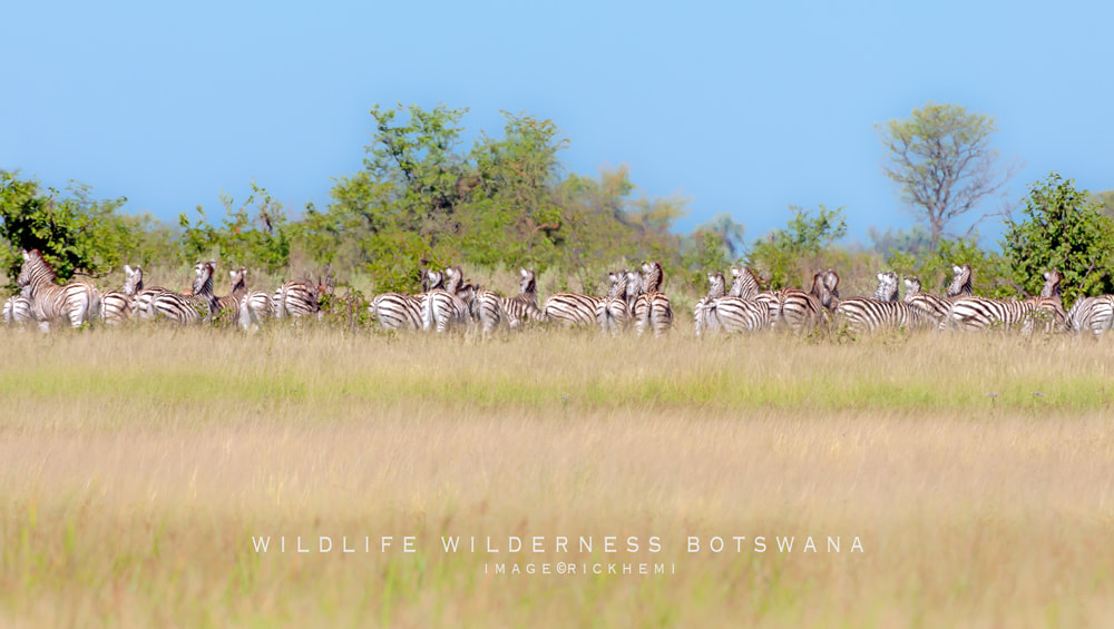 solo overland travel Africa, wildlife Botswana, image by Rick Hemi