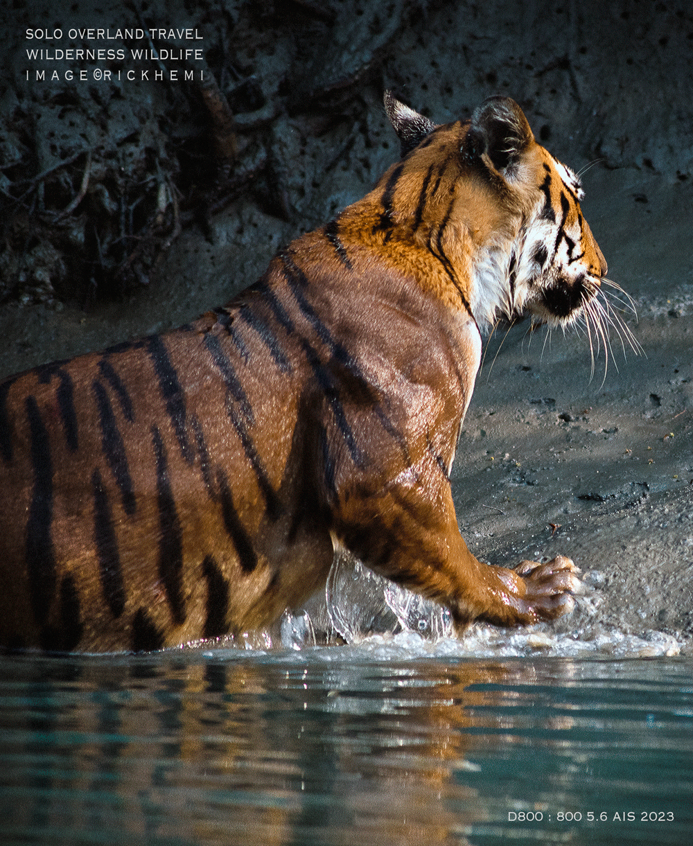 solo overland travel, wilderness swamp tiger image by Rick Hemi
