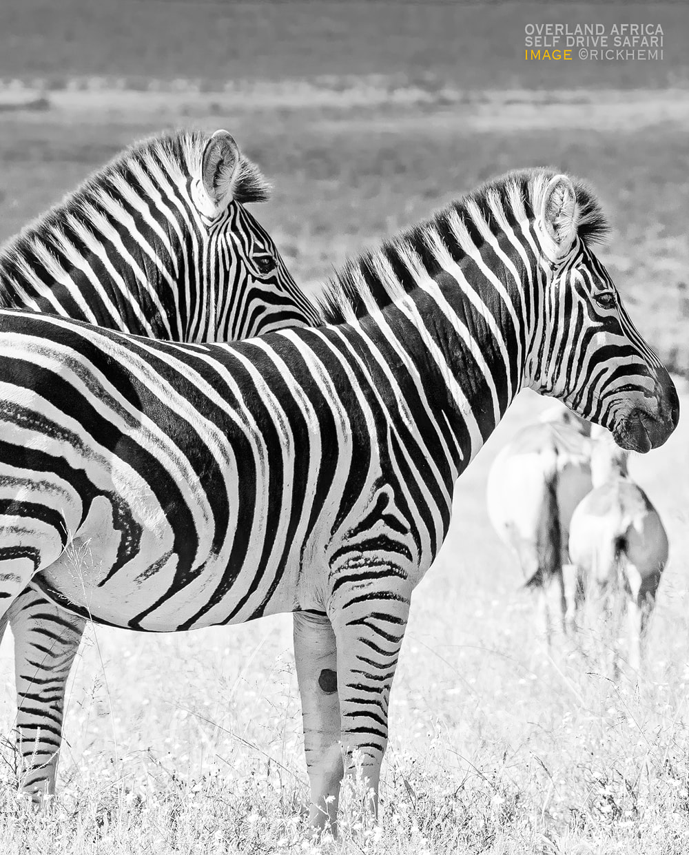 solo overland travel Africa, wildlife self drive safari image by Rick Hemi