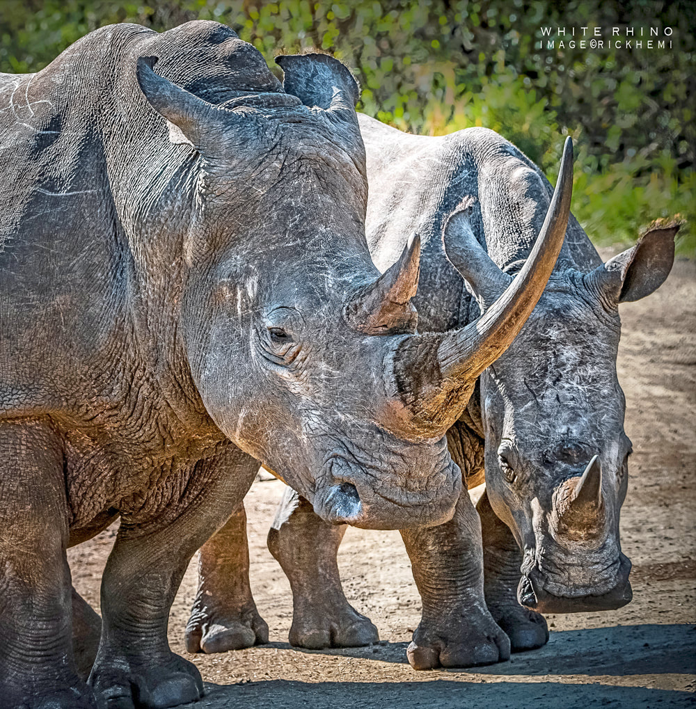 solo overland travel wildlife Africa, DSLR image by Rick Hemi