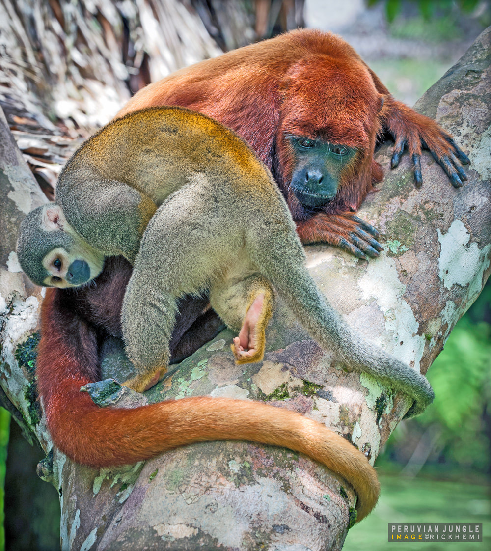solo overland travel wildlife, Amazon region, DSLR image by Rick Hemi