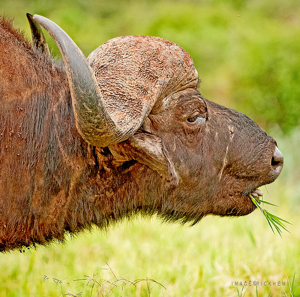 cape buffalo image by Rick Hemi