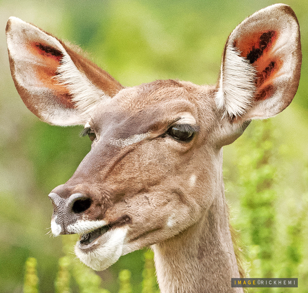 solo overland travel wildlife, duiker antelope head shot, DSLR image by Rick Hemi
