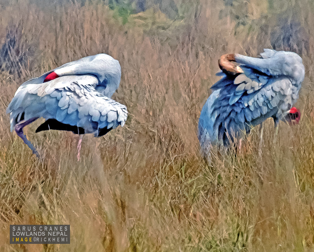 sarus cranes Nepal image by Rick Hemi