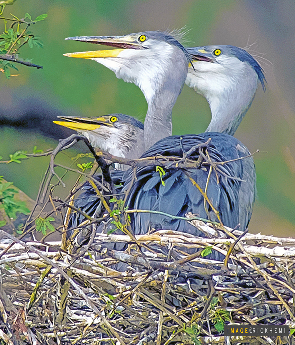 solo overland travel wildlife, nesting long shot, DSLR image by Rick Hemi