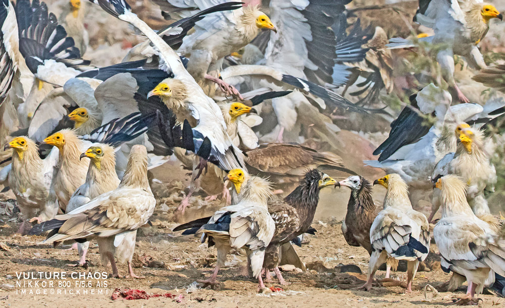 solo travel wildlife photography, Egyptian vultures, Nikkor 800mm f/5.6 ED-IF AIS lens, image by Rick Hemi
