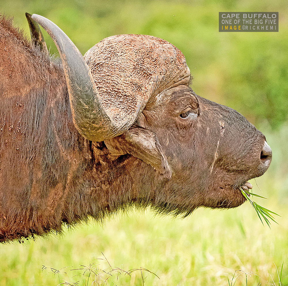cape buffalo image by Rick Hemi