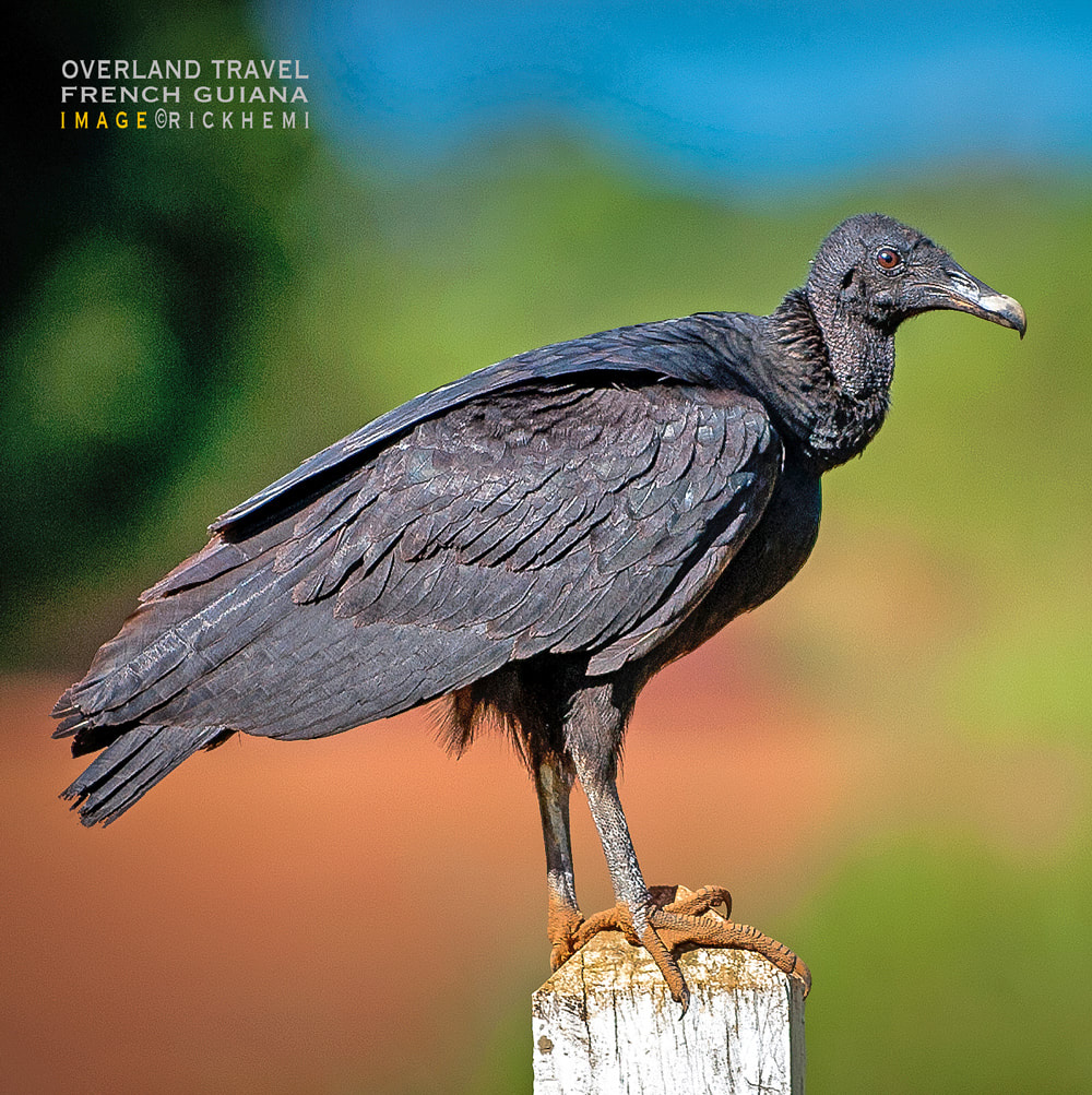 solo overland travel wildlife birdlife, black vulture South America, image by Rick Hemi