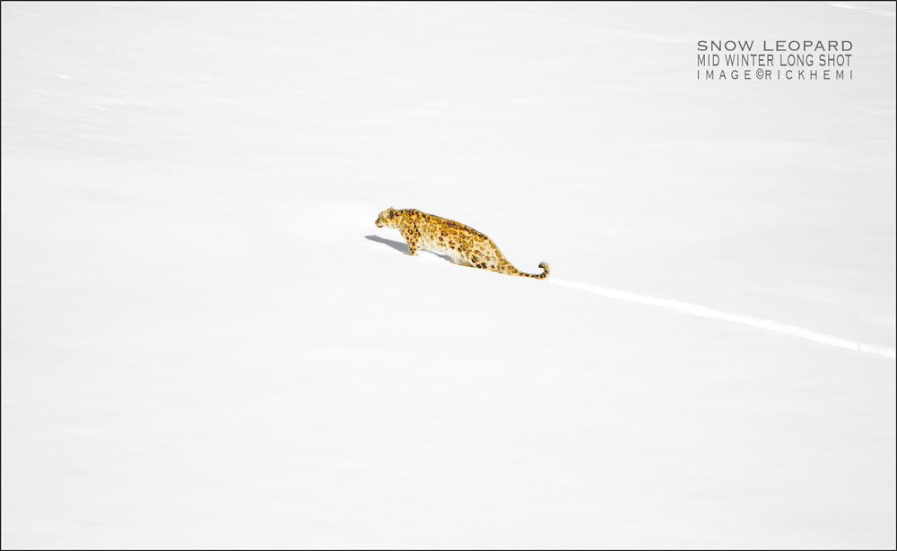 solo overland travel wildlife wilderness, mid winter Himalaya image by Rick Hemi