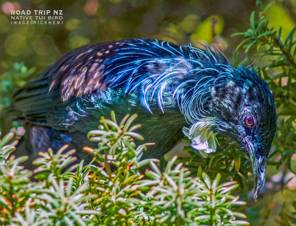 solo road trip journey New Zealand, native Tui bird New Zealand, image by Rick Hemi