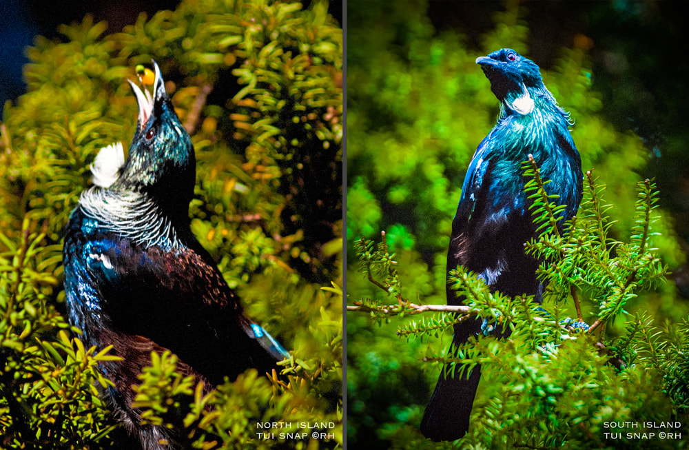 solo self-driving road trip journey New Zealand, tui bird snaps by Rick Hemi north & south island 