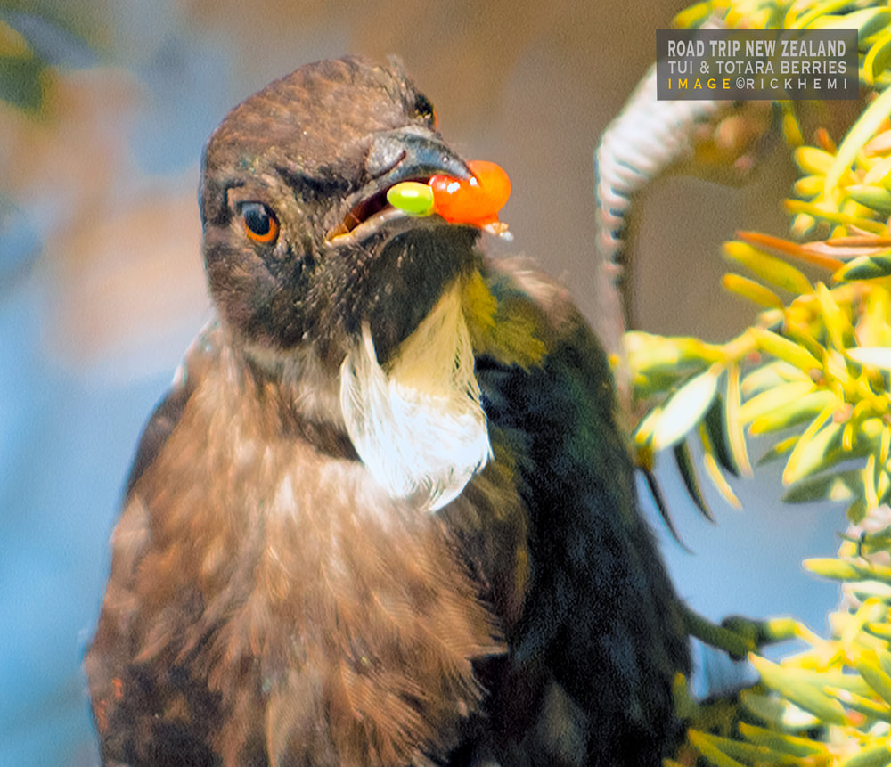 solo travel self-driving through New Zealand, New Zealand Tui bird eating Totara berries, image by Rick Hemi