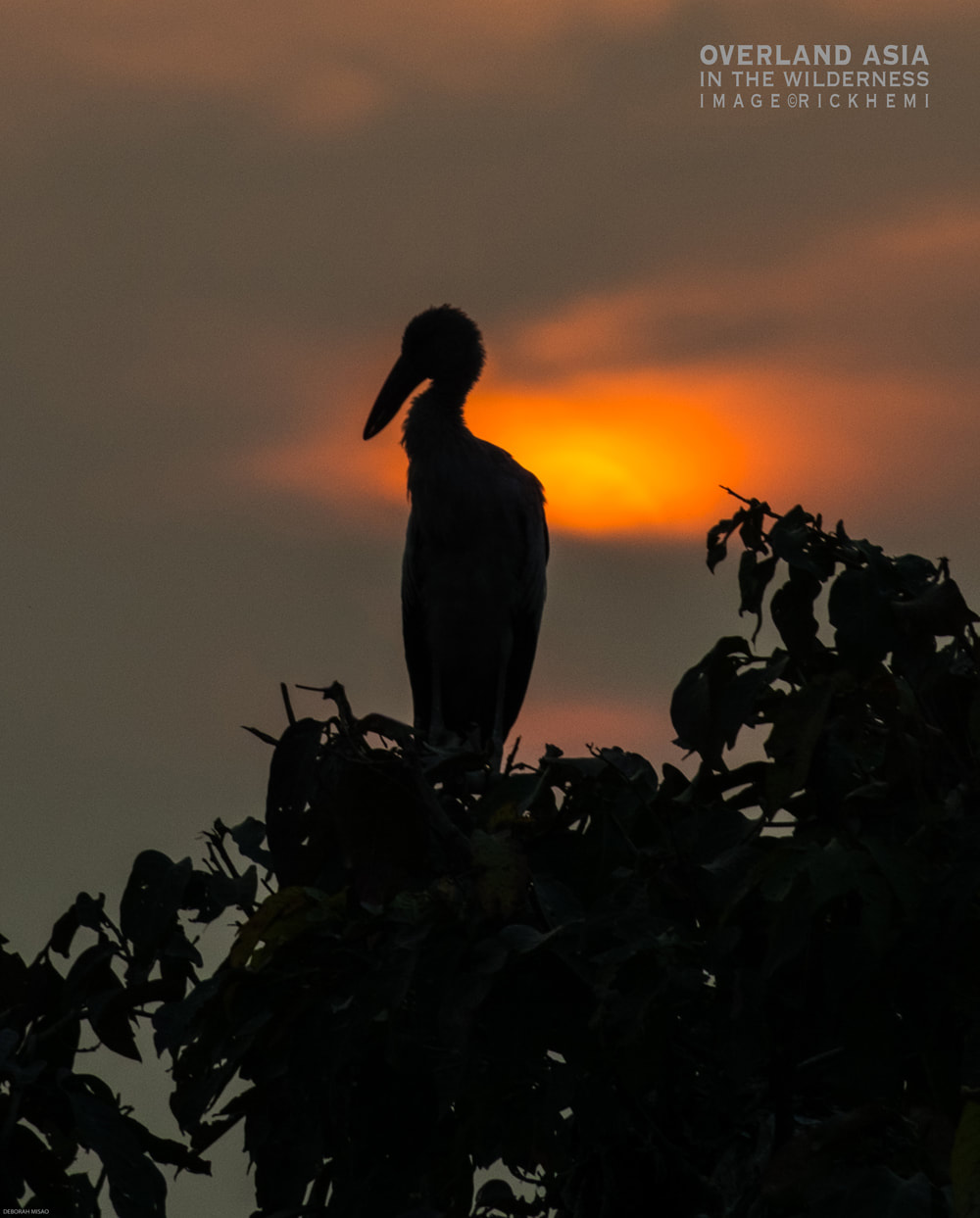 solo travel Asia, wildlife wilderness silhouette Asia, image by Rick Hemi