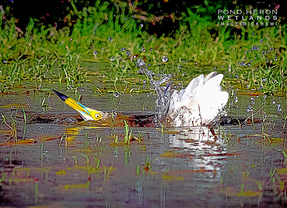 solo travel, bird photography, pond heron image, image Rick Hemi