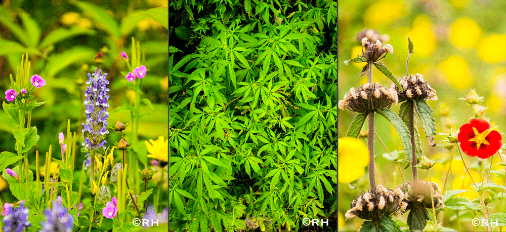 wild plants and floweres, DSLR images by Rick Hemi