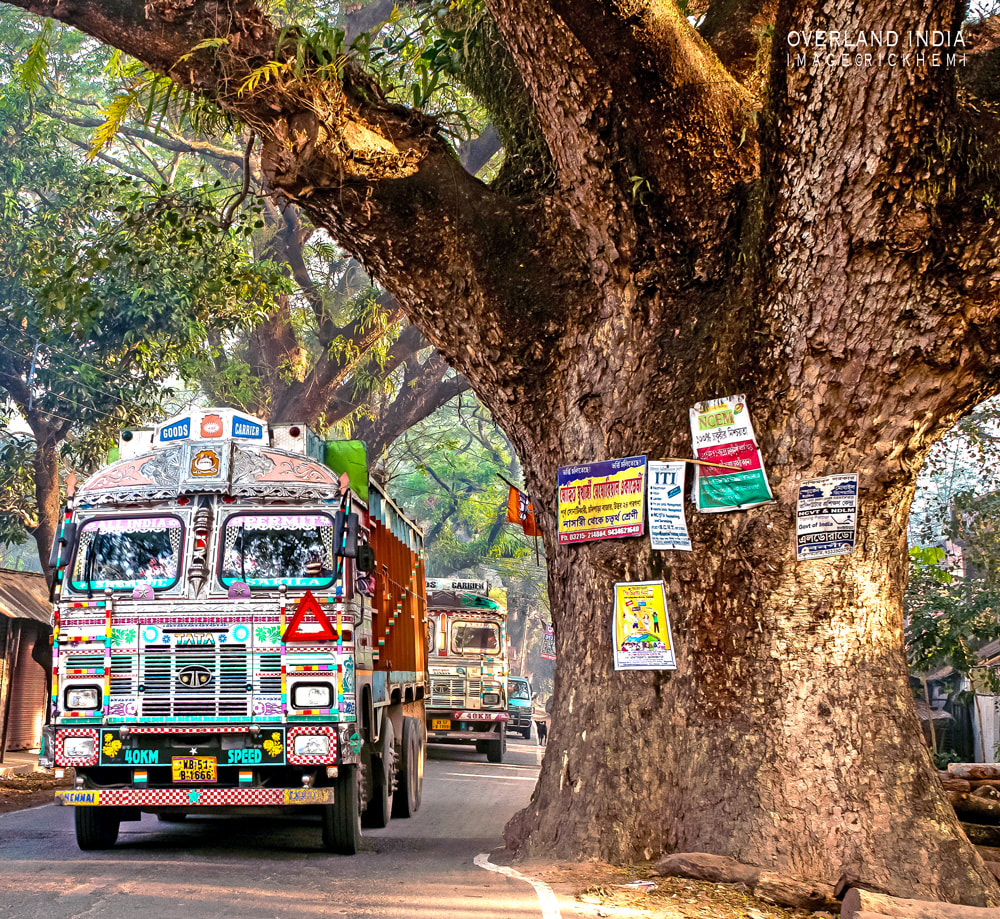 overland travel India, age old mahogany trees, highway transit India, image by Rick Hemi