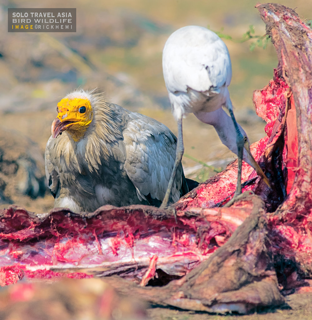 solo travel Asia, bird wildlife, DSLR image by Rick Hemi