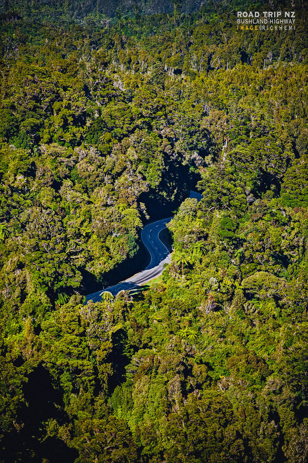solo self-driving road trip Aotearoa New Zealand, bushland native highway, image by Rick Hemi