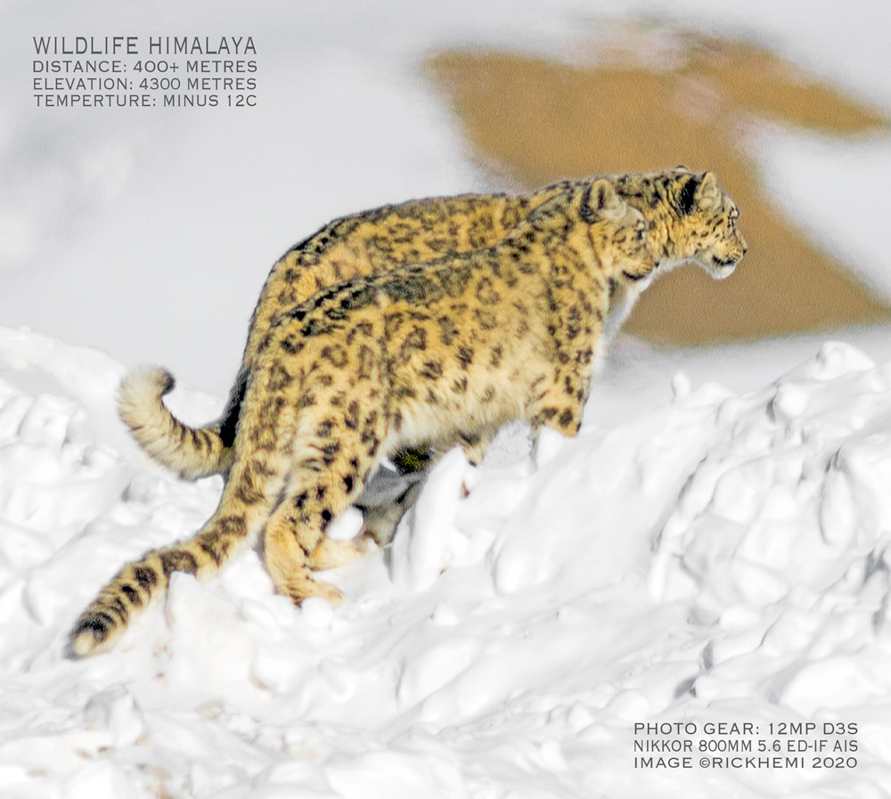 snow leopards midwinter, Indian Himalayan highlands, image capture by Rick Hemi