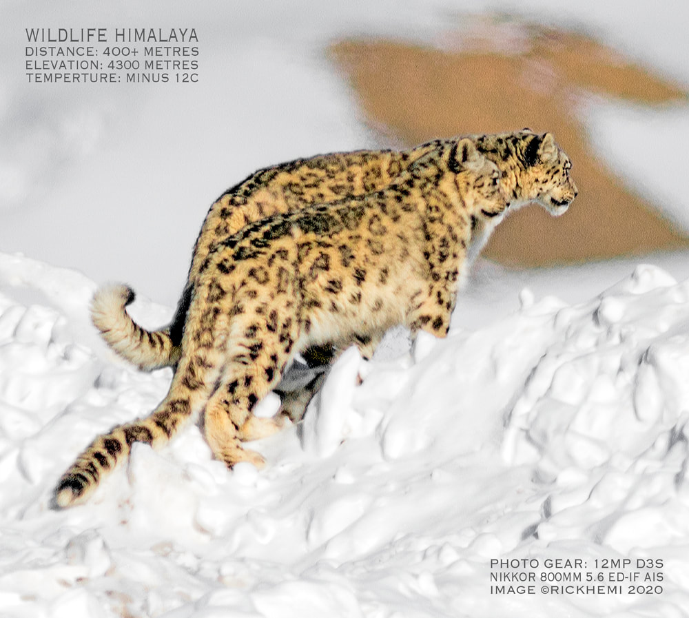 snow leopards midwinter, Indian Himalayan highlands, image capture by Rick Hemi